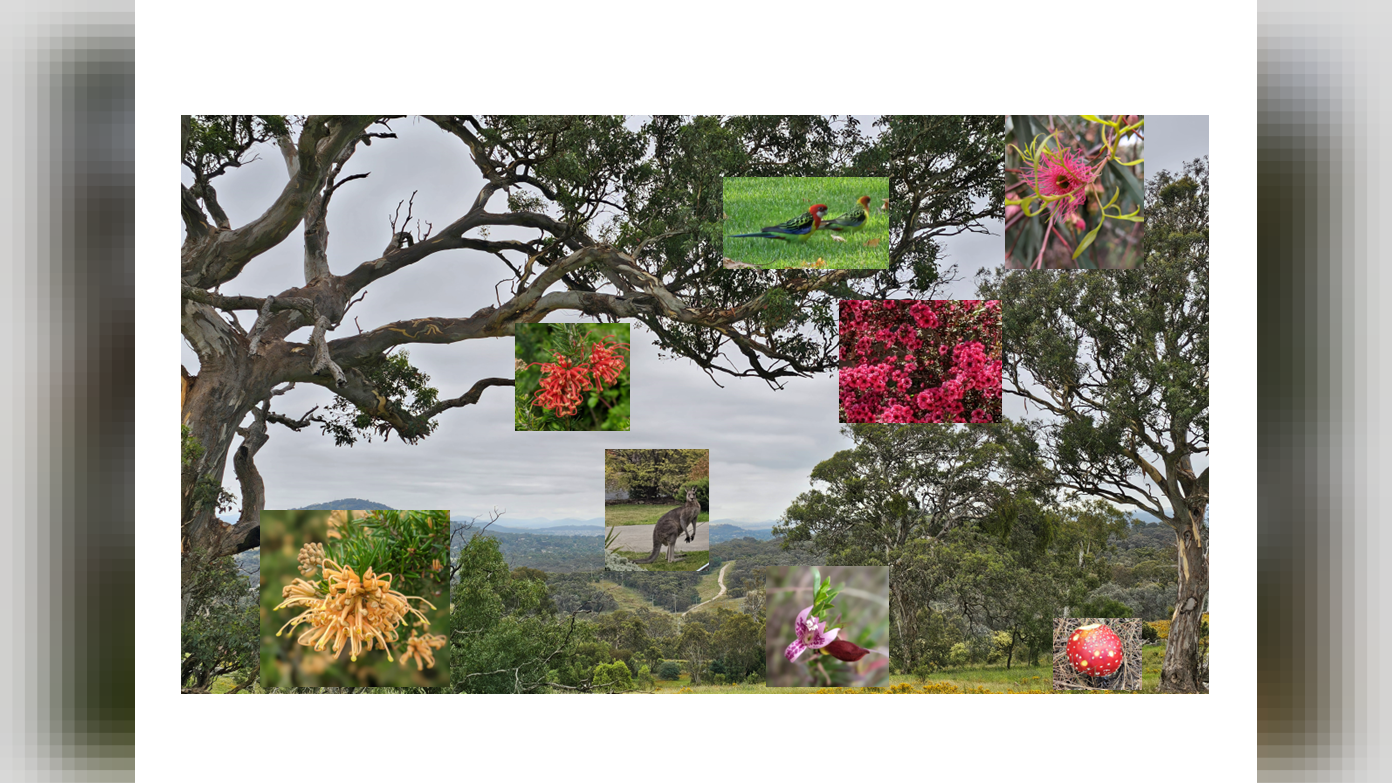 feature image for (Members Only) Christmas Party on *'6th Dec 2025'*, at Rob and Jen's home , Kambah