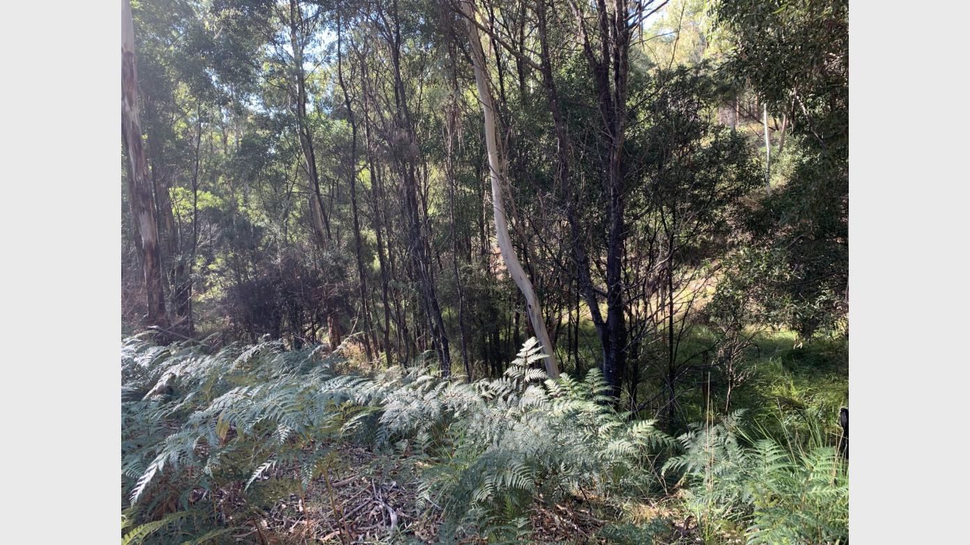 Wednesday Walk CBC sponsored E-M 25 June: Exploring Jedbinbilla at TNR