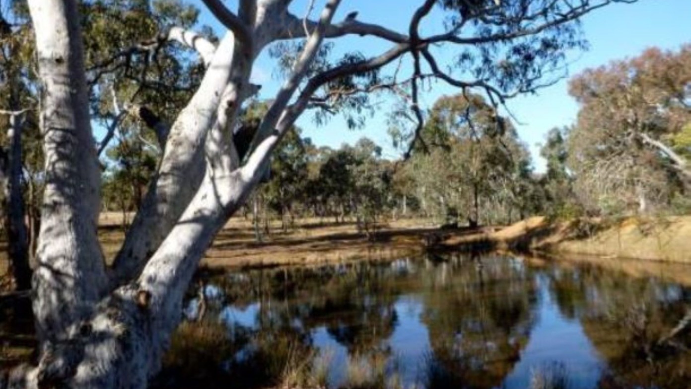 feature image for Mulligans Flat and Little Mulligans Nature Reserves
