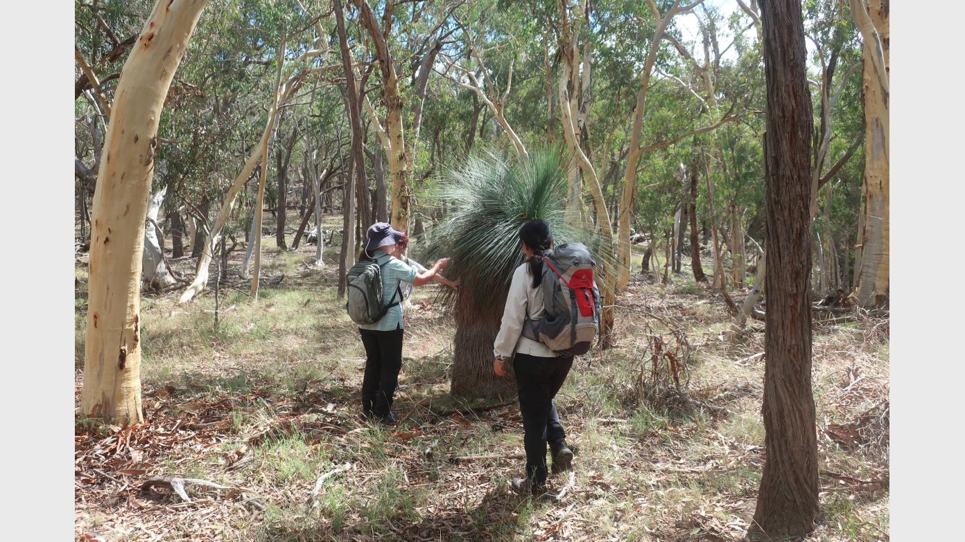 feature image for Wednesday Walk Medium/Hard - Bango Nature Reserve