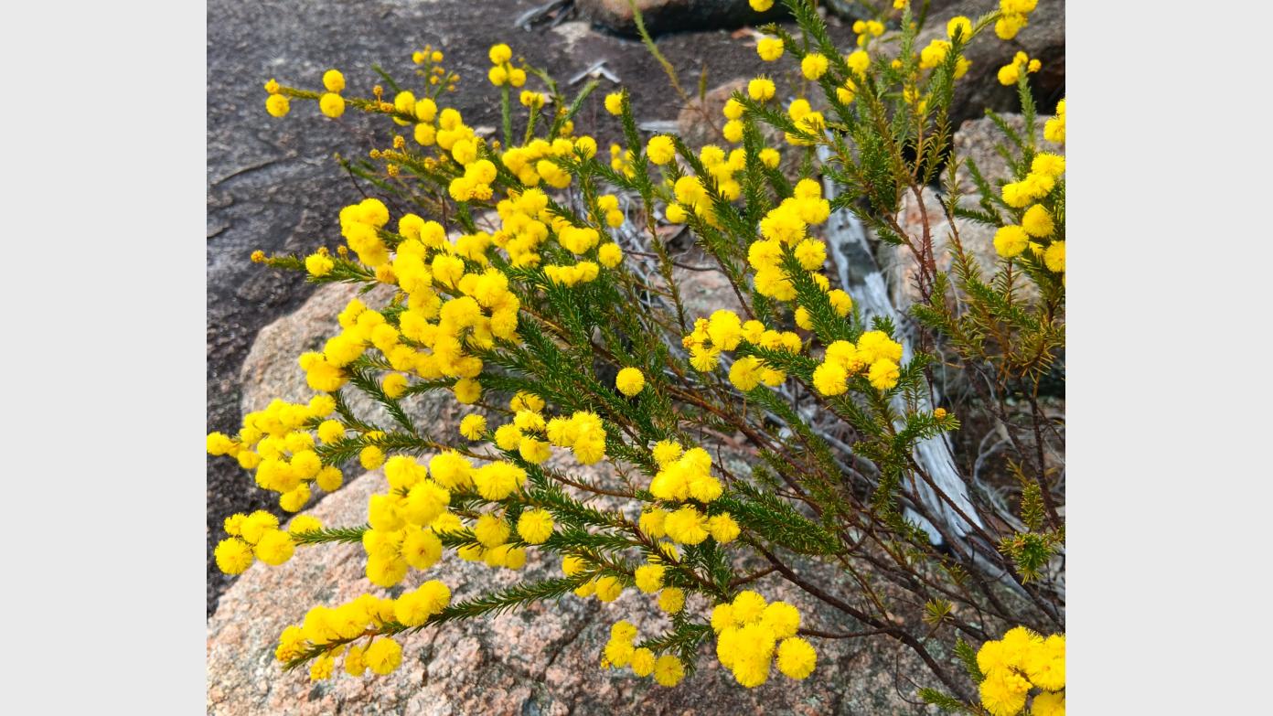 feature image for Black Mountain short loop & 'What is it about Wattles?' guided walk