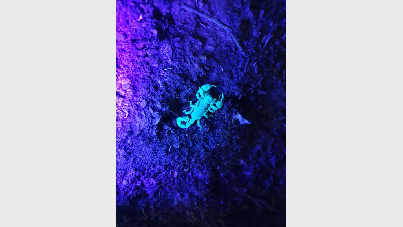 feature image for BOOKED OUT: Family walk: black light party with the scorpions of Black Mountain