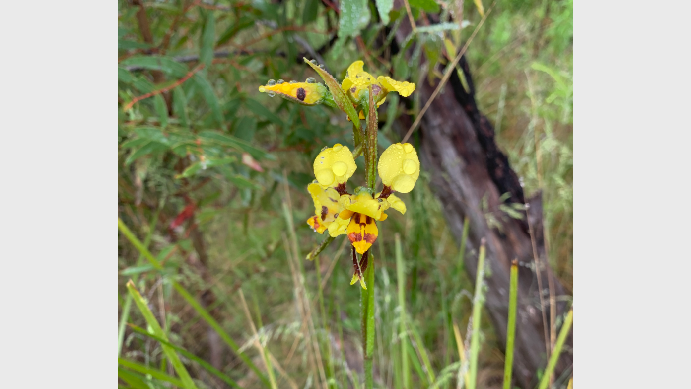 feature image for Thursday ramble in Aranda Bushland/Black Mtn Nature reserve
