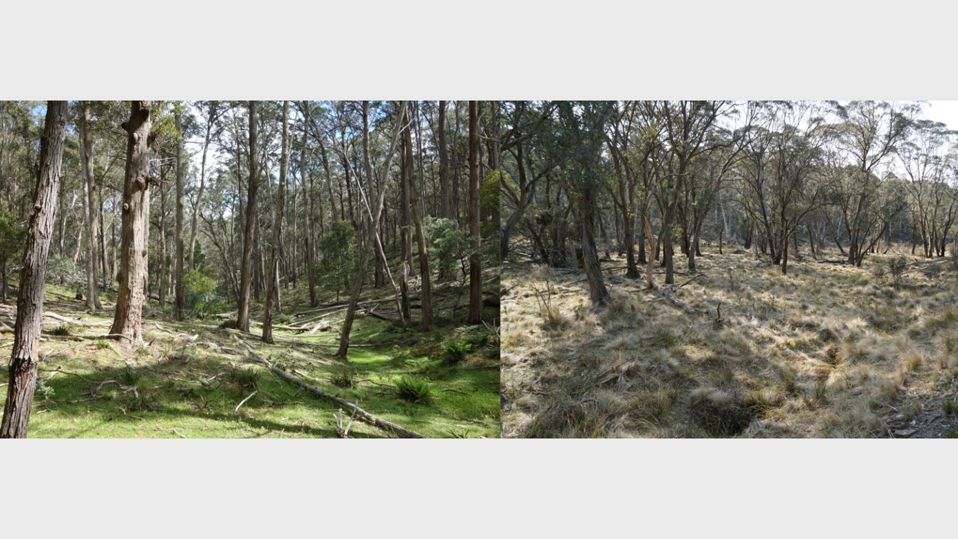 feature image for Forests of Ballinafad Creek, Tallaganda National Park