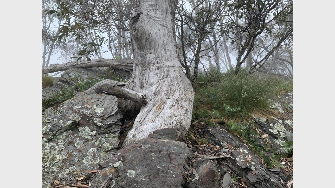 feature image for Southern Mindjagari Track Geocaching