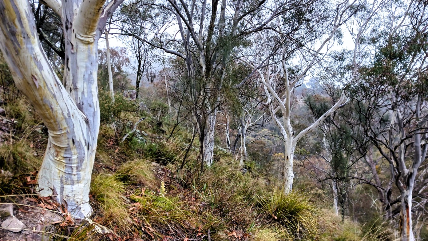 feature image for Mt Majura Nature Reserve