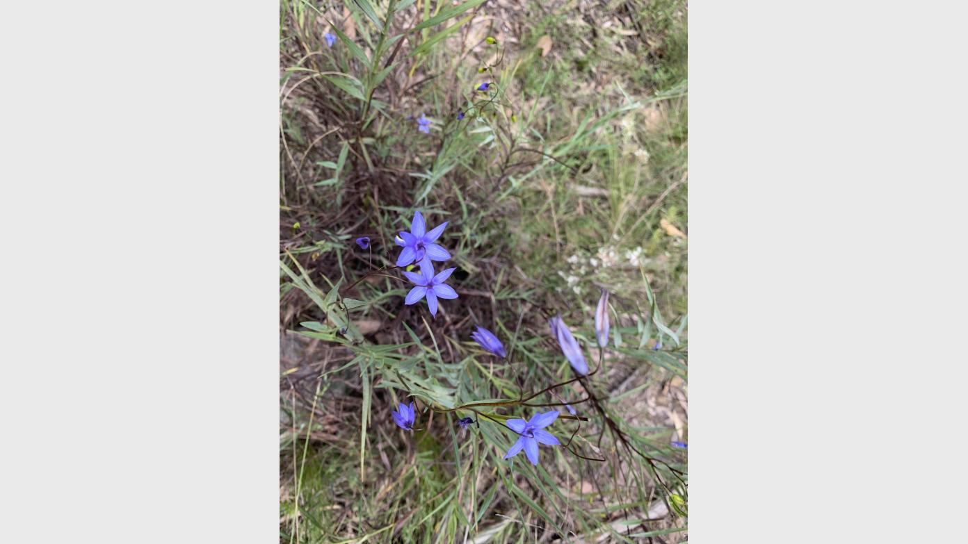 feature image for A Thursday botanical wander on Black Mountain