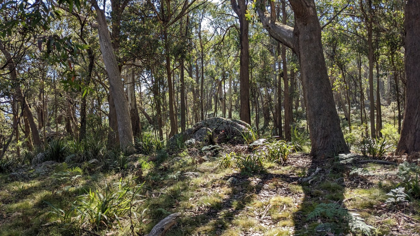 feature image for Tallaganda Forest and Rogers Rocks (trip now full and waitlisting)