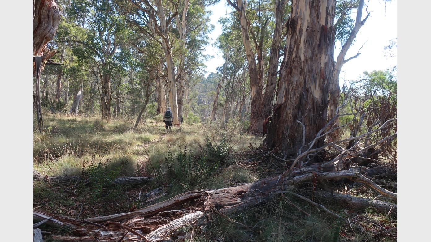 feature image for Exploratory walk to Peppercorn Creek waterfalls