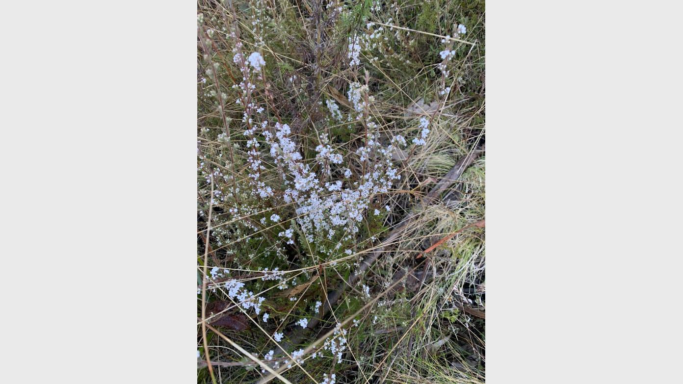 feature image for Thursday ramble to explore upper reaches of Nursery Creek