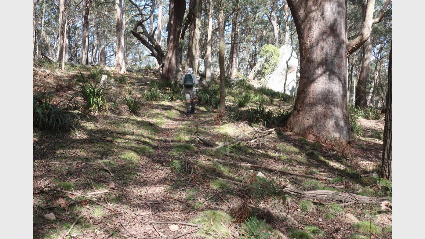 feature image for Thursday ramble - a new route in Tallaganda forest