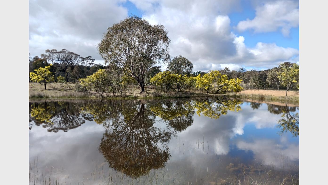 feature image for Nature Connection: Shinrin-yoku (Forest Bathing)