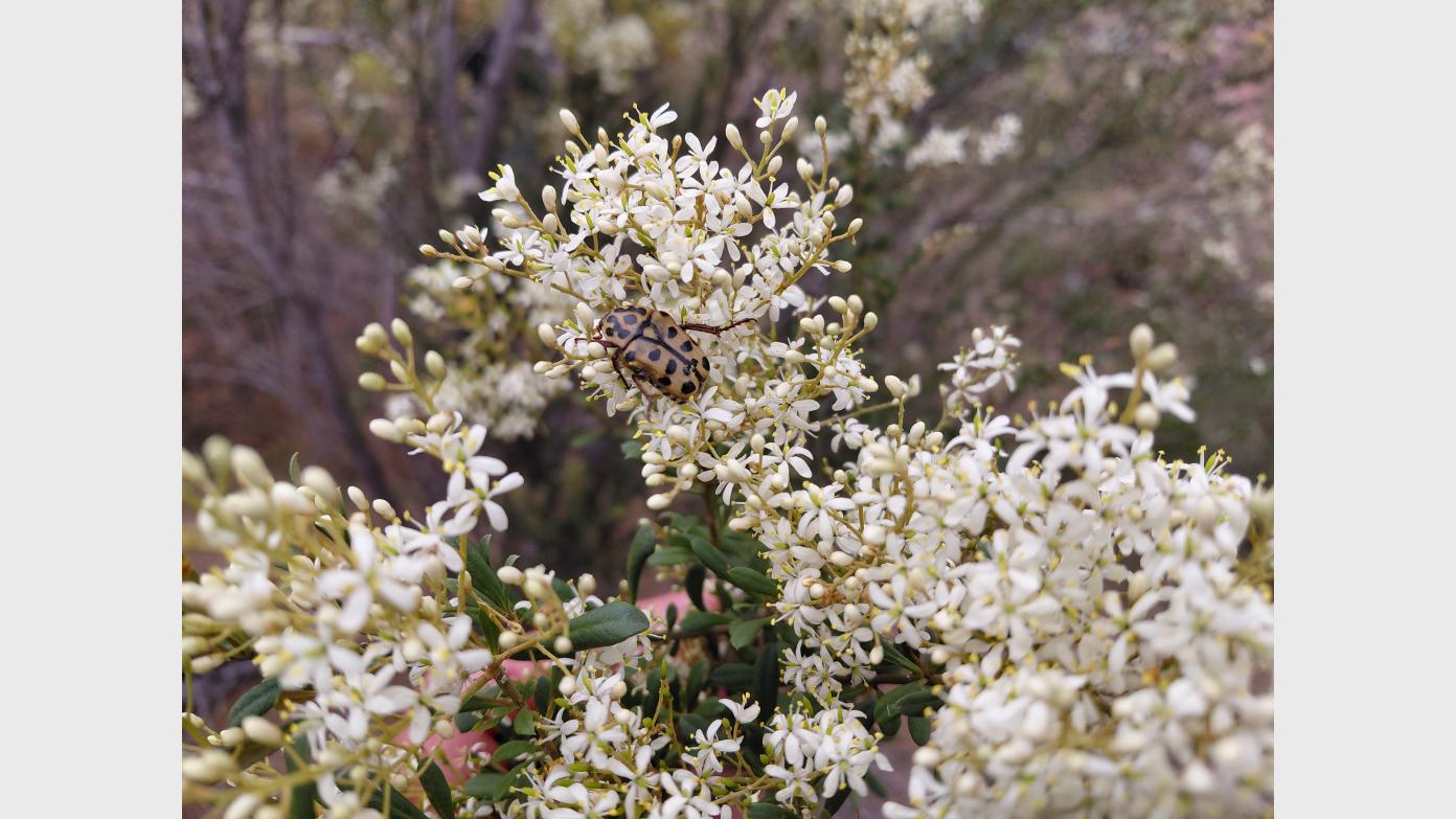 feature image for Black Mountain Nature Reserve III