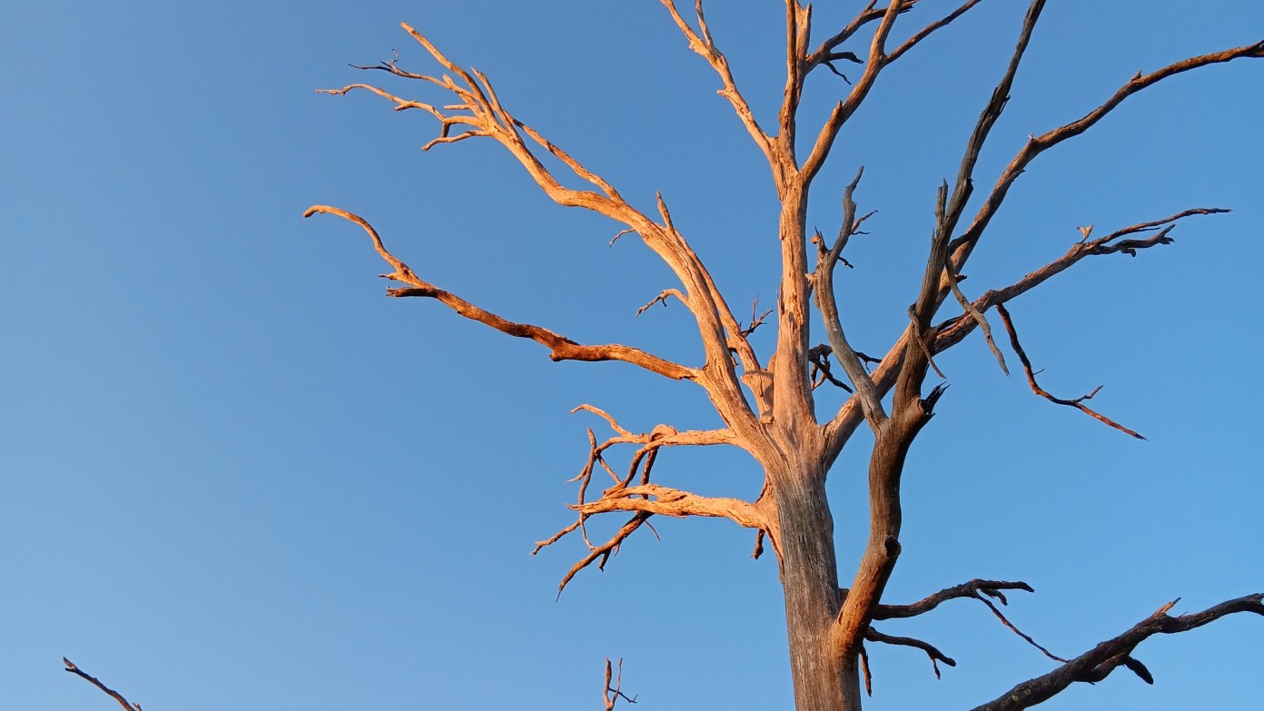 feature image for Evening Walk -  Lake Ginninderra