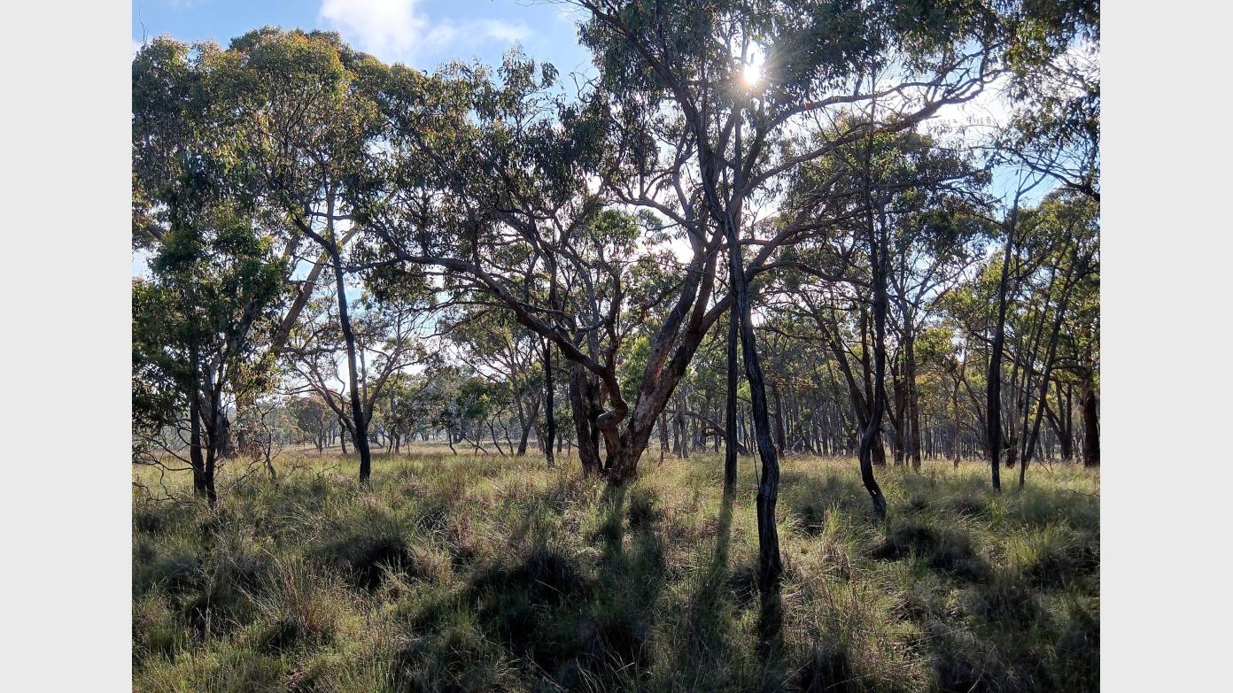 feature image for Evening walk - Mt Majura Nature Reserve