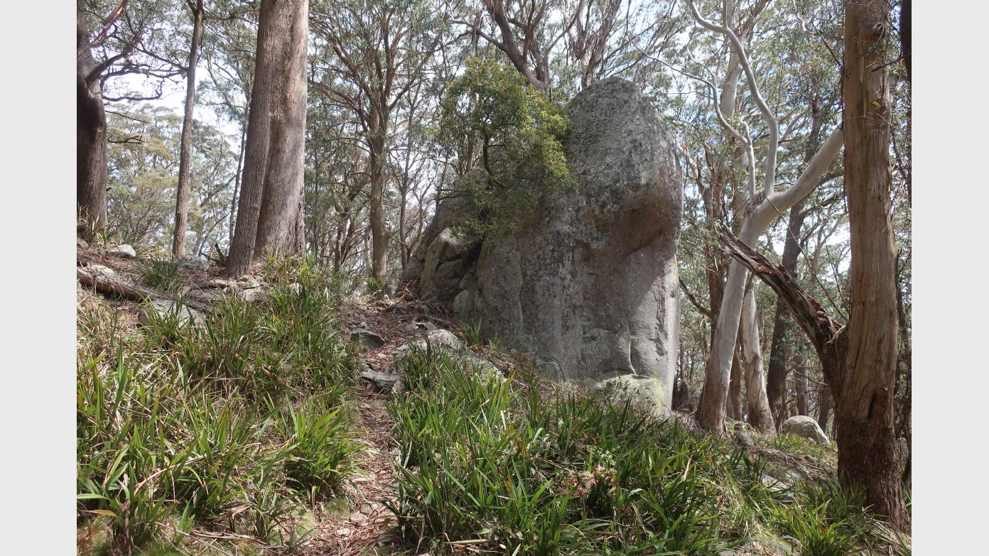 feature image for A new route in Tallaganda forest