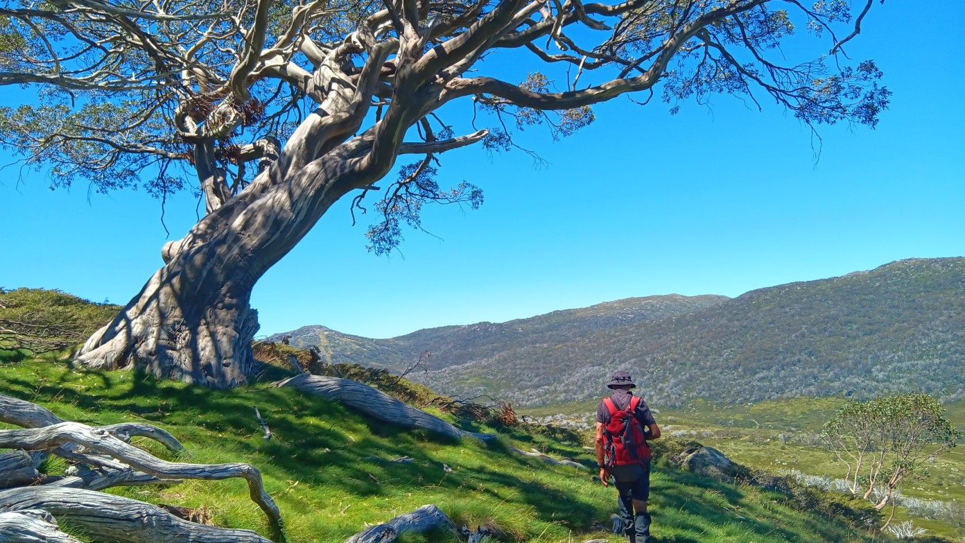 feature image for Nature Connectedness - A mindful way