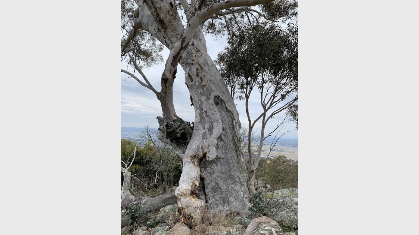 feature image for Thursday ramble up in Mugga Reserve  (rain cancelled it last week so we'll try again)