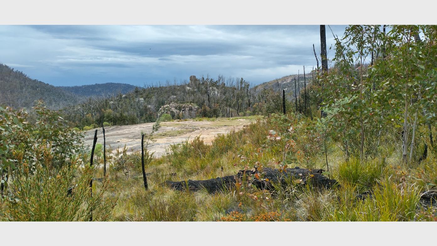 feature image for HONEYSUCKLE CREEK - GORILLA ROCK CIRCUIT