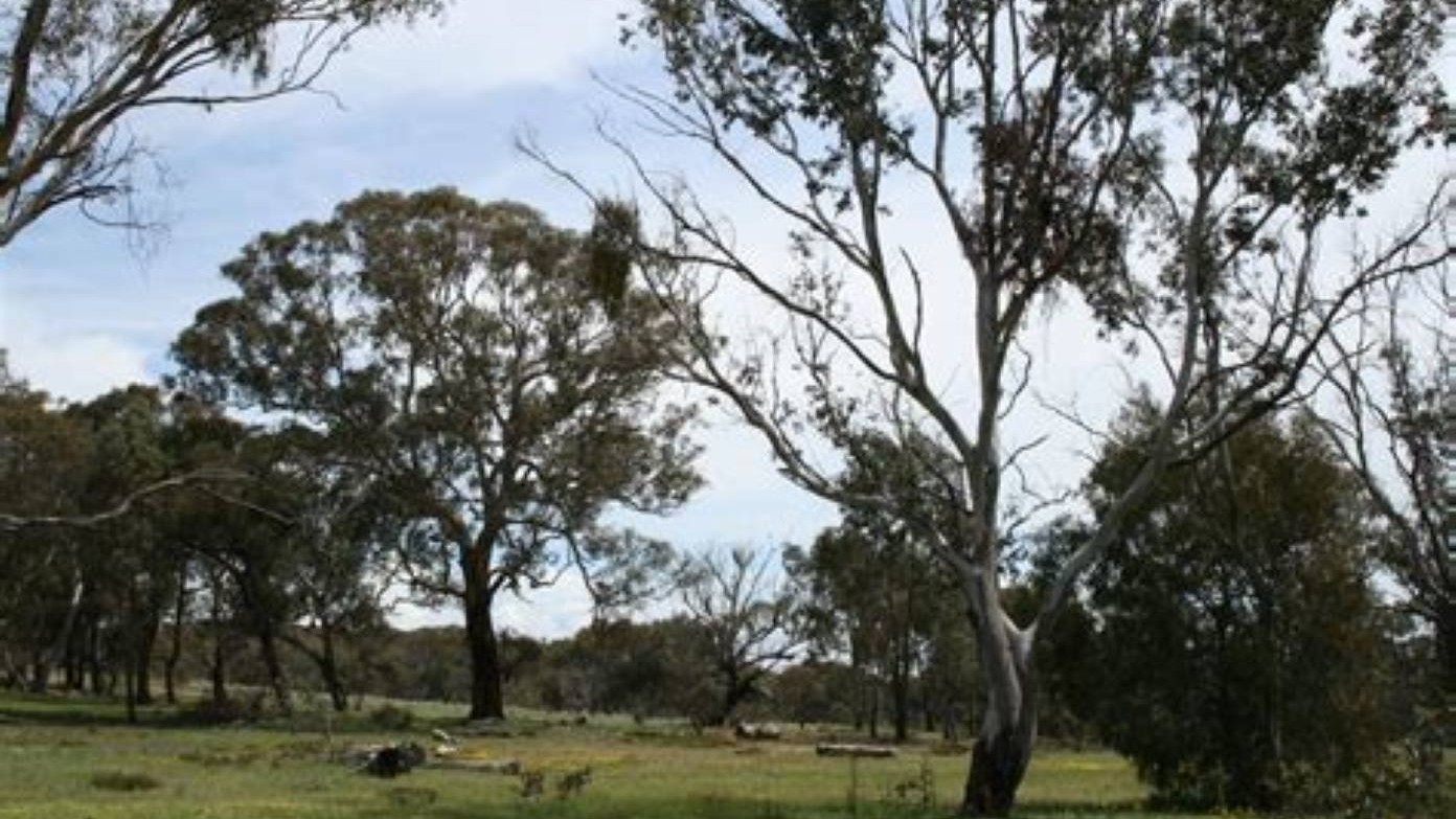 feature image for Mulligans Flat with coffee