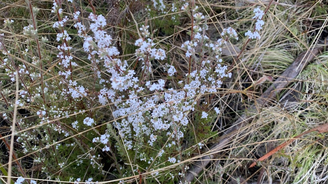 feature image for A Thursday ramble in Cuumbeun nature reserve