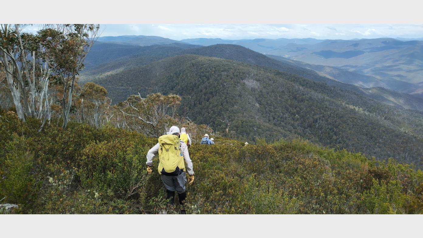 feature image for Mt Coree Offtrack Circuit