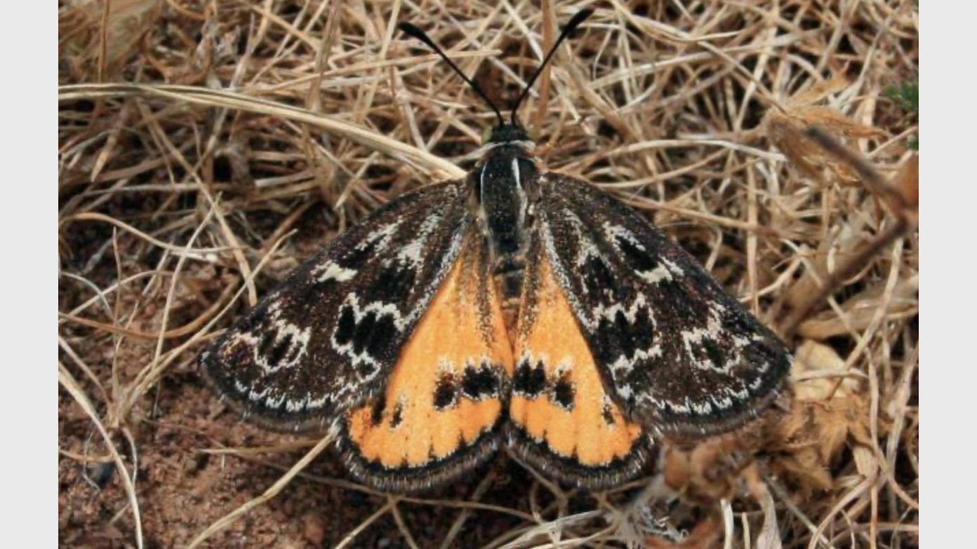 feature image for Mulligans, Sun Moth Hill, Centenary Trail - E-M Wednesday Walk #1 …. No Need to Book