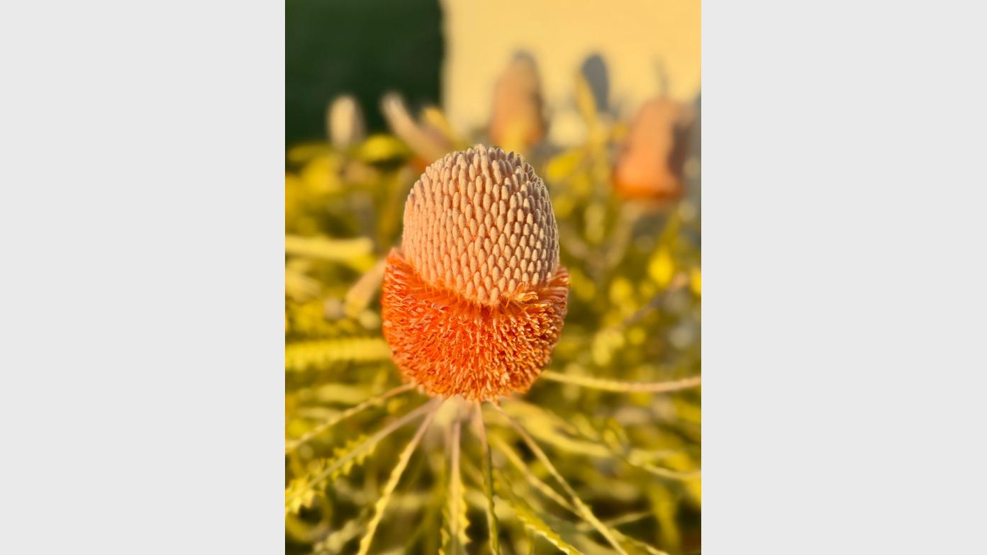 feature image for Black Mountain short loop & 'South-west WA biodiversity hotspot' Themed guided walk