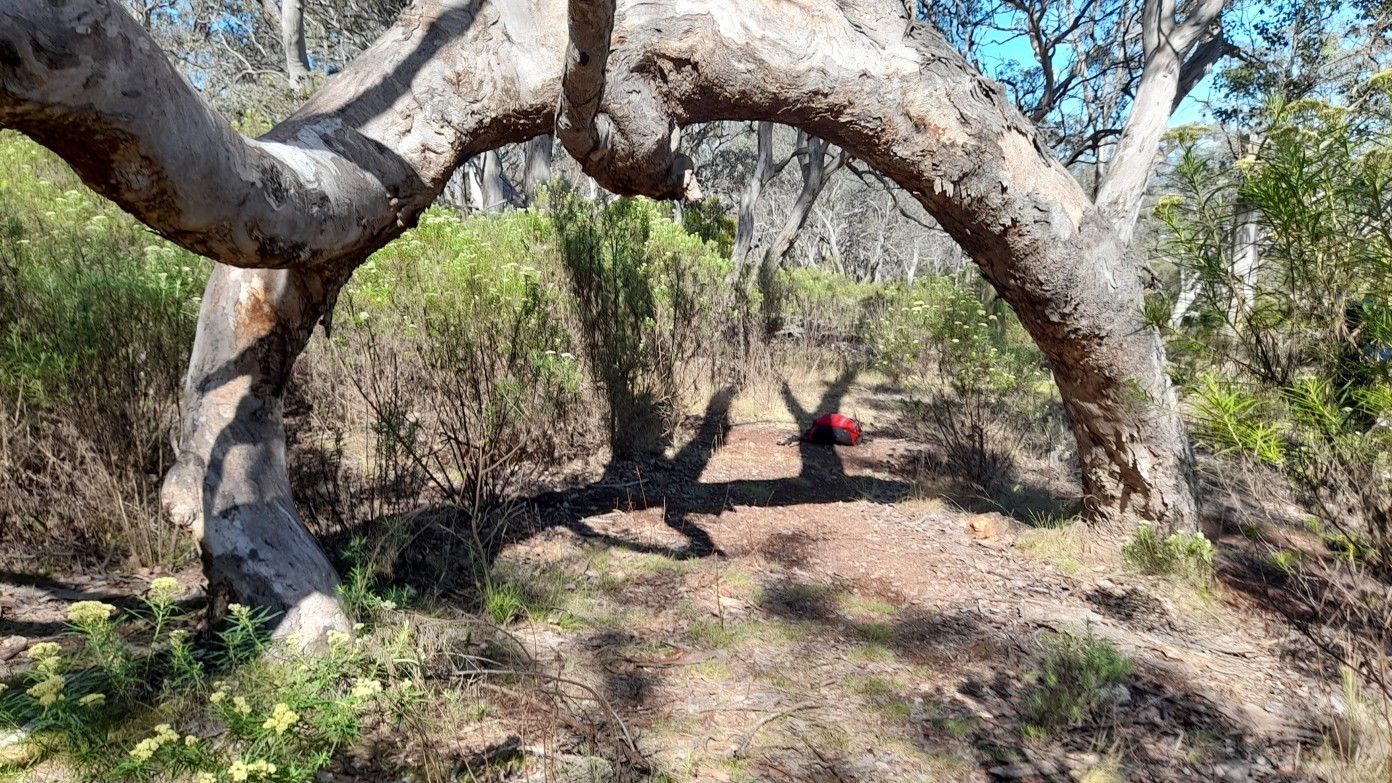 feature image for Thursday ramble in bushland on Mt Ainslie
