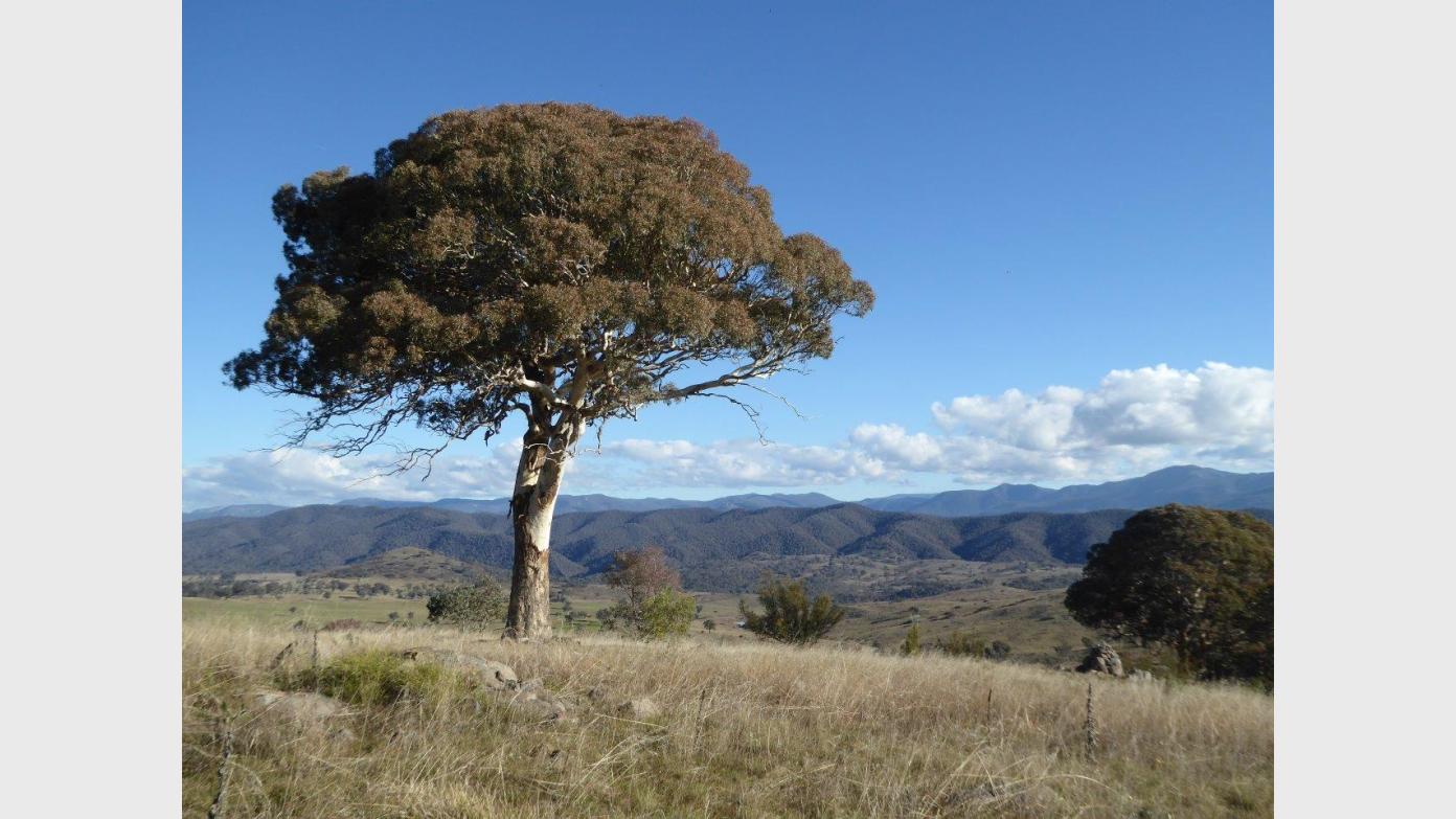feature image for Thursday ramble: off-track along the rocky knolls of Cooleman Ridge