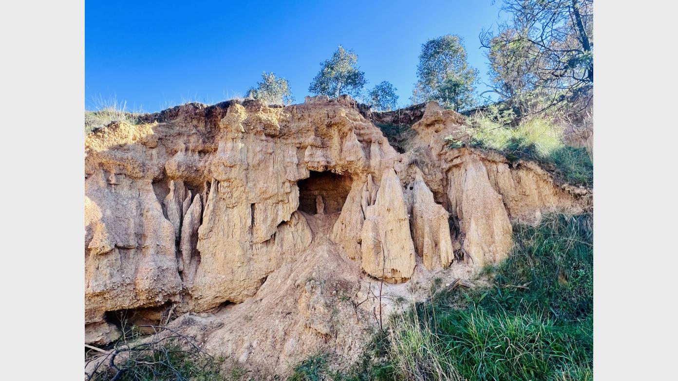 feature image for E-M Wednesday Walk #2: Tree hugging and Sullivans Creek canyon at Goorooyarroo NR (CBC sponsored)
