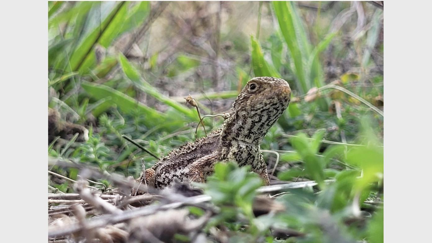 feature image for E-M Wednesday Walk #1: Jerrabomberra West Nature Reserve & Callum Brae