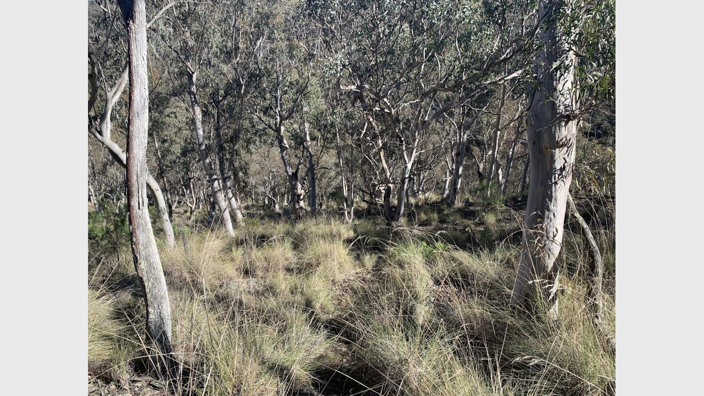 feature image for In and out through the eucalypt woodland above Molonglo Gorge
