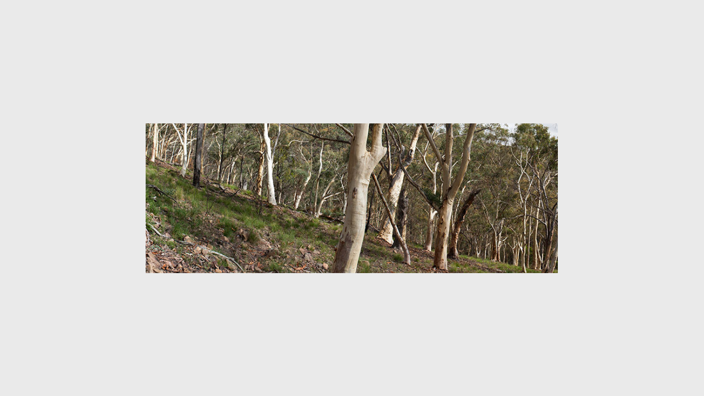 feature image for Centenary Trail from Belconnen to O’Connor
