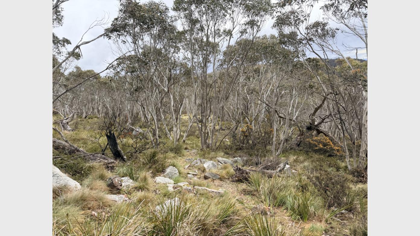 feature image for Short ‘n’ Brutal at TNR, Trigs and Nature Reserves #2
