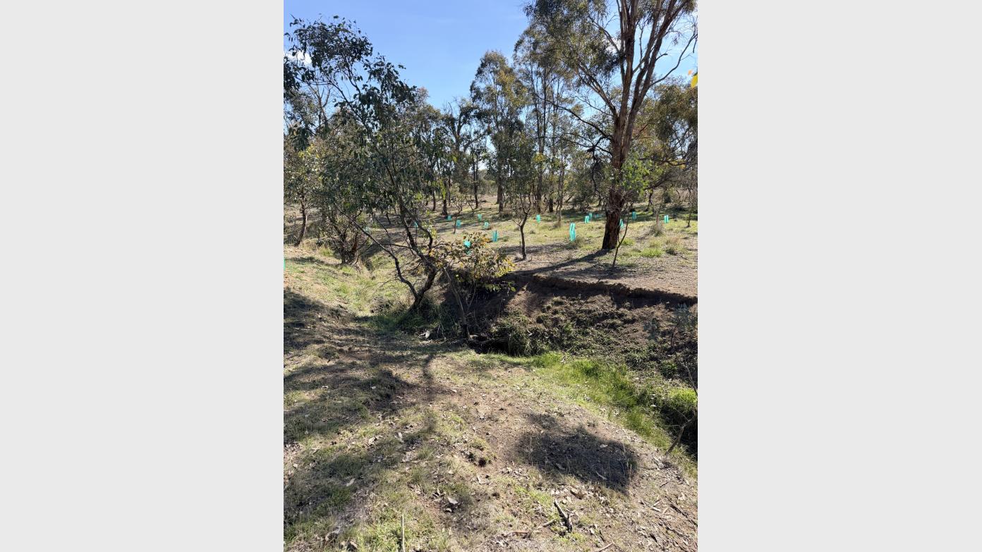 feature image for Help Protect our Environment! Tree Planting on the Murrumbidgee