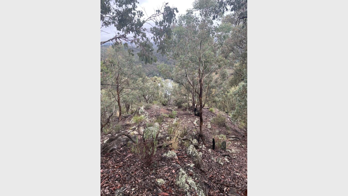 feature image for Morning ramble up and down the Bullen Range