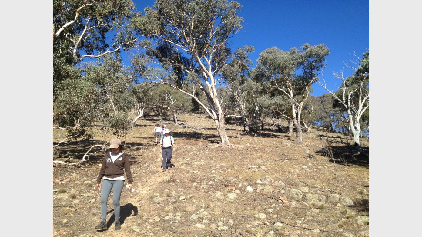 feature image for Trigs and Nature Reserves #7 – Stranger trig and Tuggeranong Hill NR