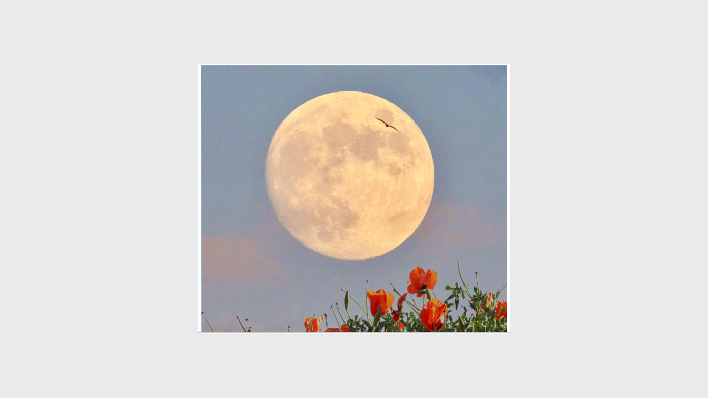 feature image for Moonrise and Sunset nibbles