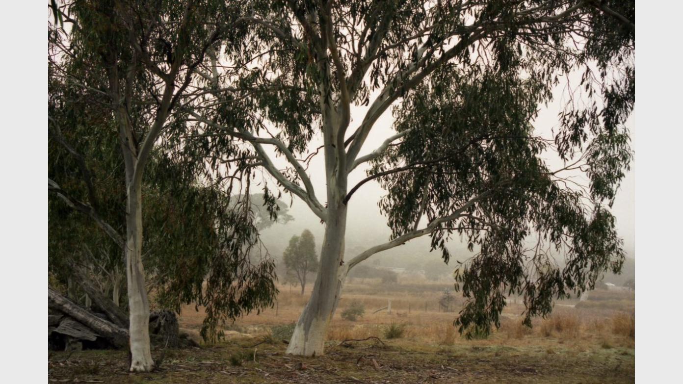 feature image for Thursday ramble in Aranda Bushland/Black Mtn Nature reserve
