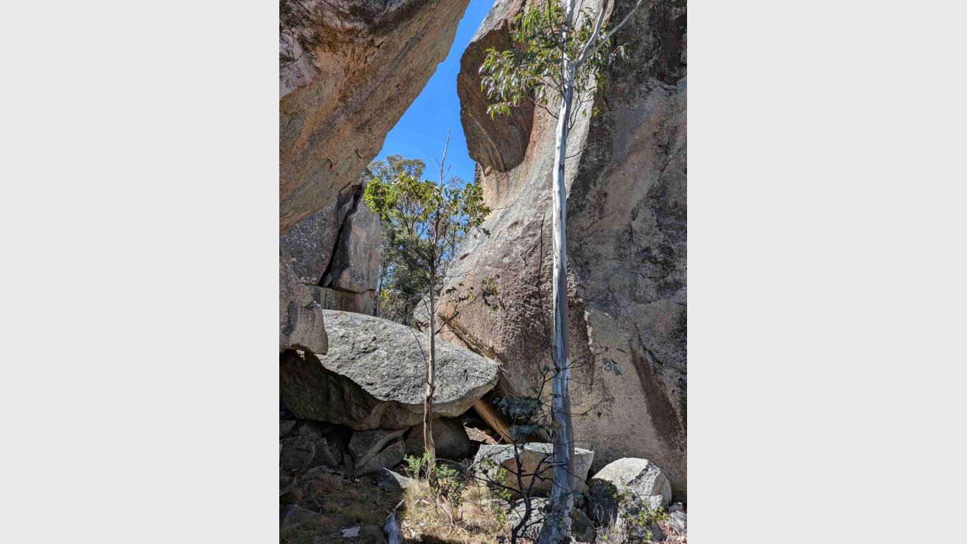 feature image for A Thursday ramble to Hill 1356 on the Tidbinbilla Rim