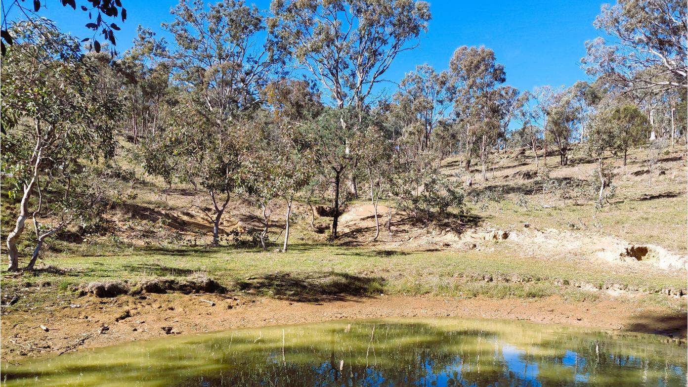 feature image for Lost in Goorooyarroo Nature Reserve