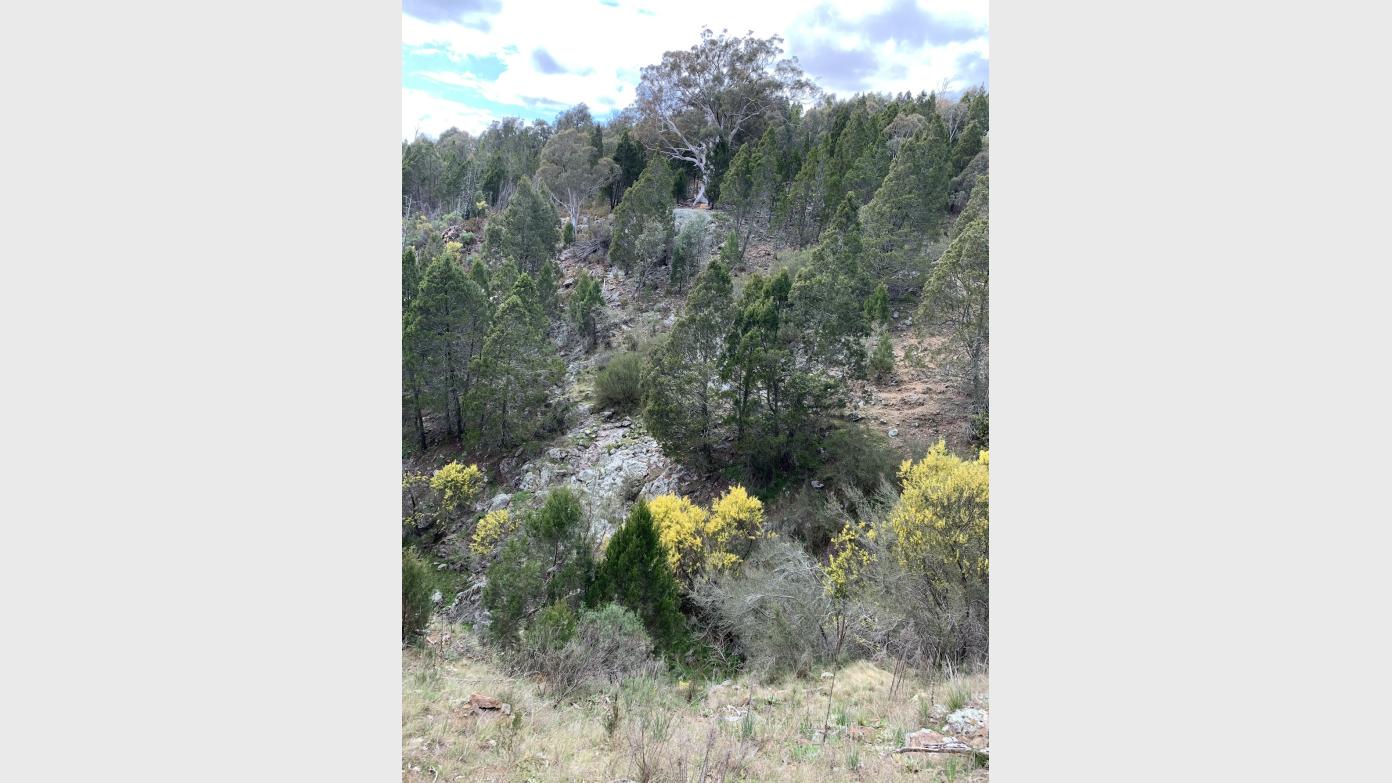 feature image for A Thursday meander to Shepherds Lookout