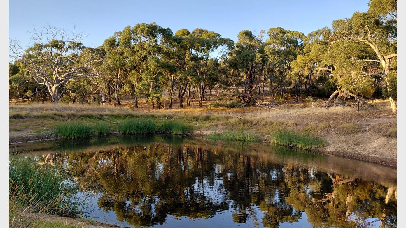 feature image for Nature Connection: Shinrin-yoku (Forest Bathing)