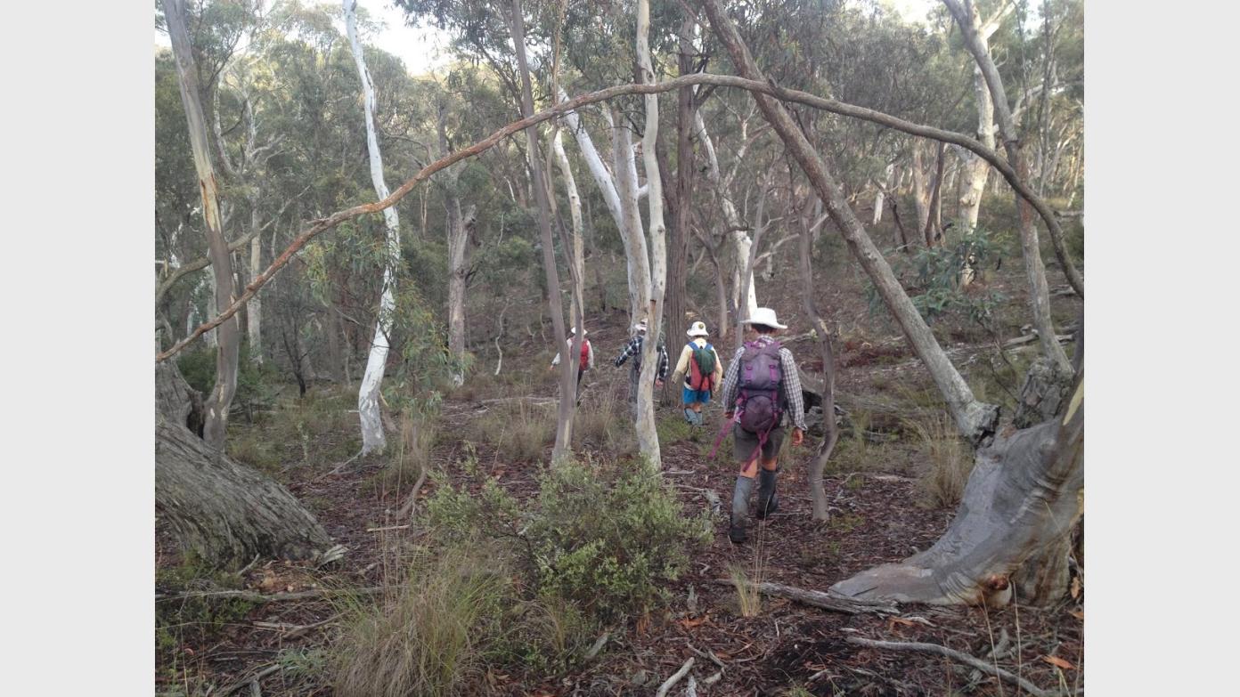 feature image for A Thursday ramble in Cuumbeun nature reserve