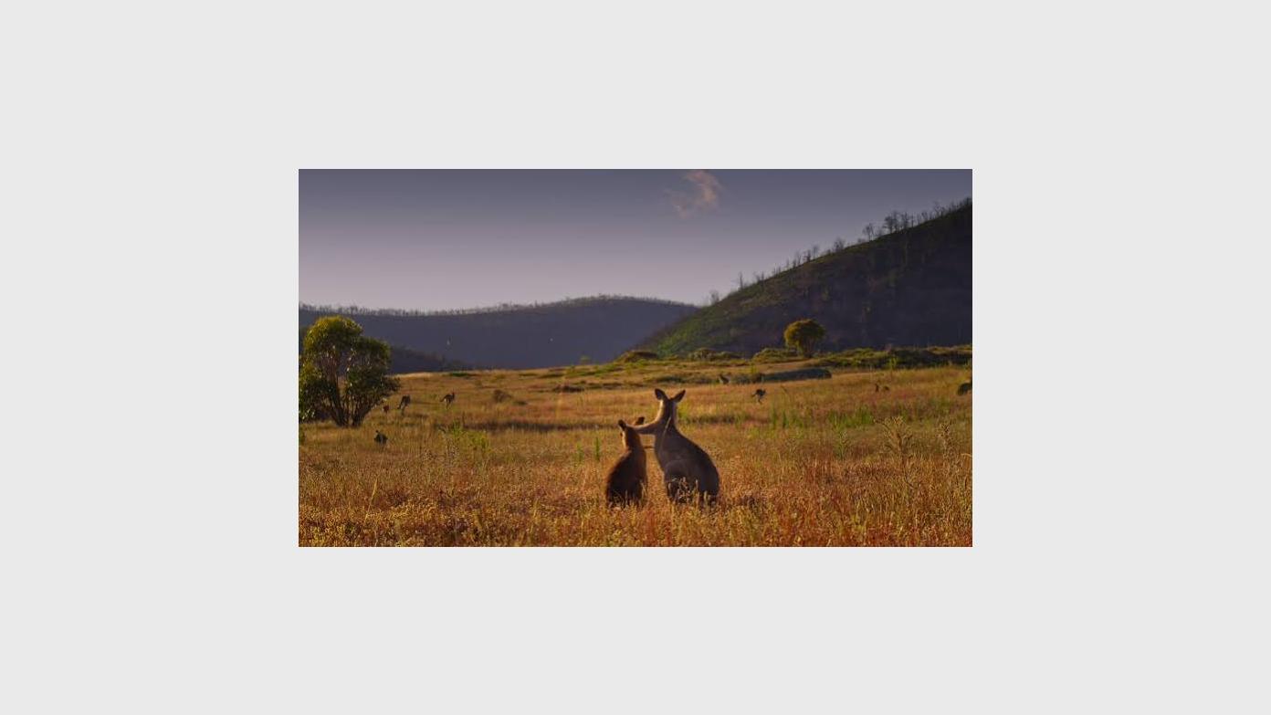feature image for Help our wildlife! Fence removal, Orroral Valley