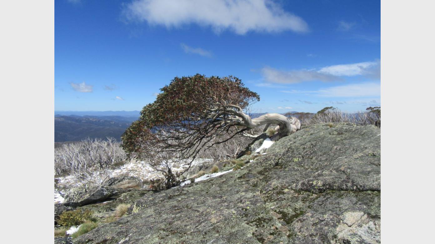 feature image for M/H Wednesday Walk 29 Jul: Mt Gingera - A WinterTrek
