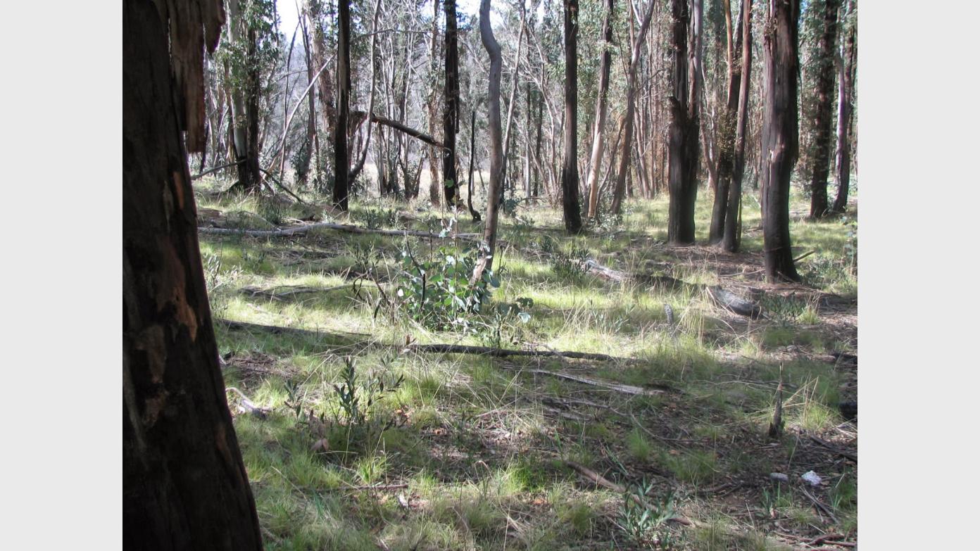 feature image for An old brumby yard off Smokers Flat trail