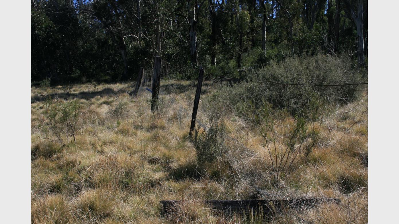 feature image for Upper Blue Gum Creek and Smokers Trail