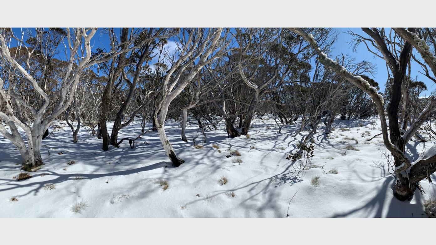 feature image for Snowshoe in the Brindies